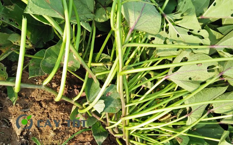 Hạt Giống Khoai Lang Nhật