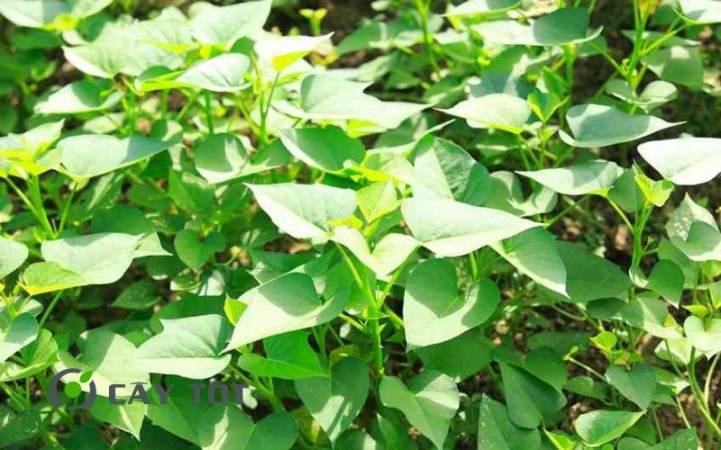 Hạt Giống Khoai Lang Tím