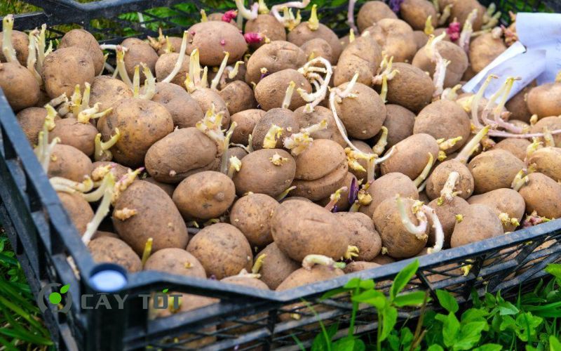 Hạt Giống Khoai Tây