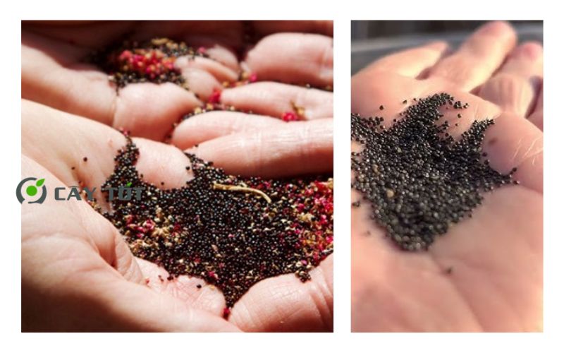 Hạt Giống Rau Dền Đỏ