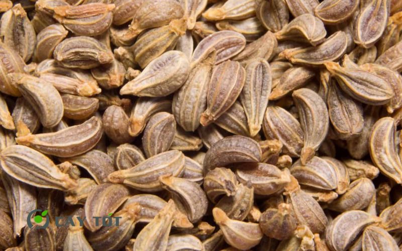 Hạt Giống Rau Mùi Tây