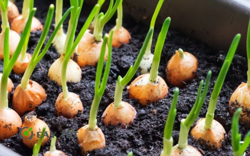 Hạt Giống Hành Tây