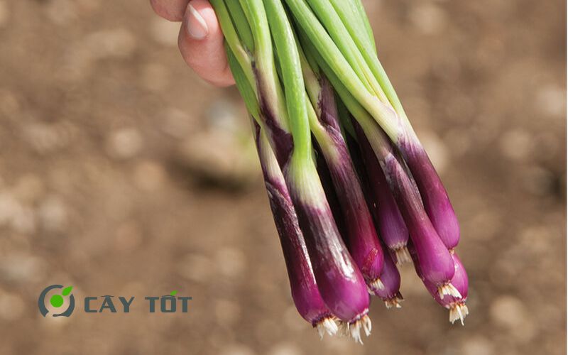 Hạt Giống Hành Tím