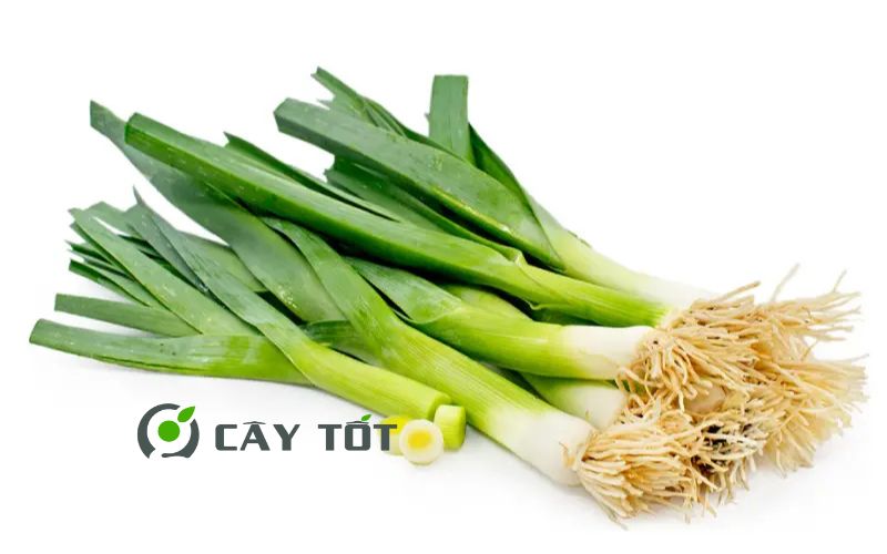 Hạt Giống Hành Baro