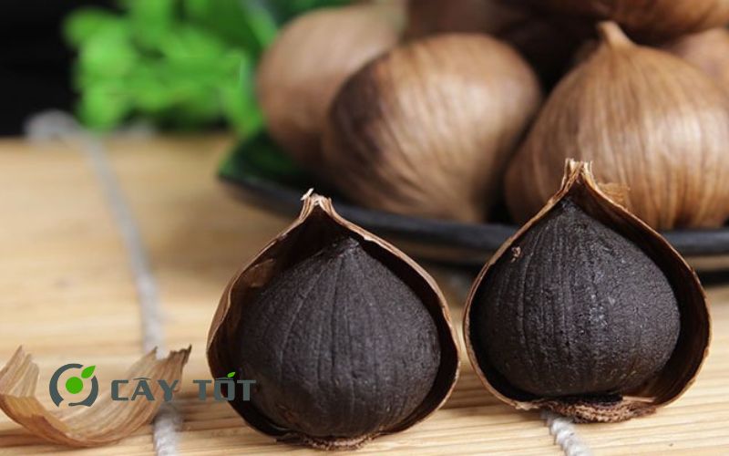Hạt Giống Tỏi Đen