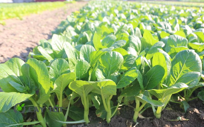 Hạt Giống Cải Ngồng