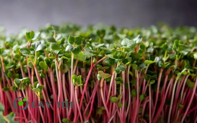 Hạt Giống Cải Mầm