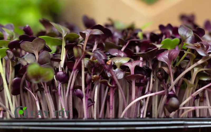 Hạt Giống Rau Mầm Cải Đỏ