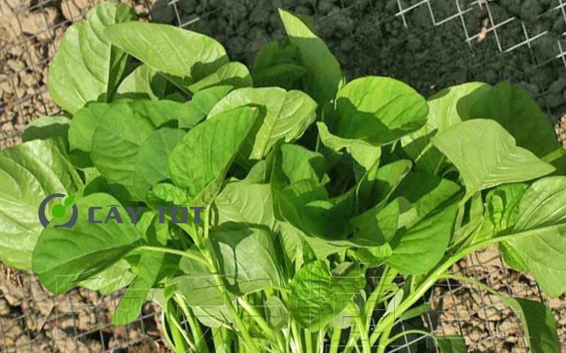 Hạt Giống Rau Dền Xanh