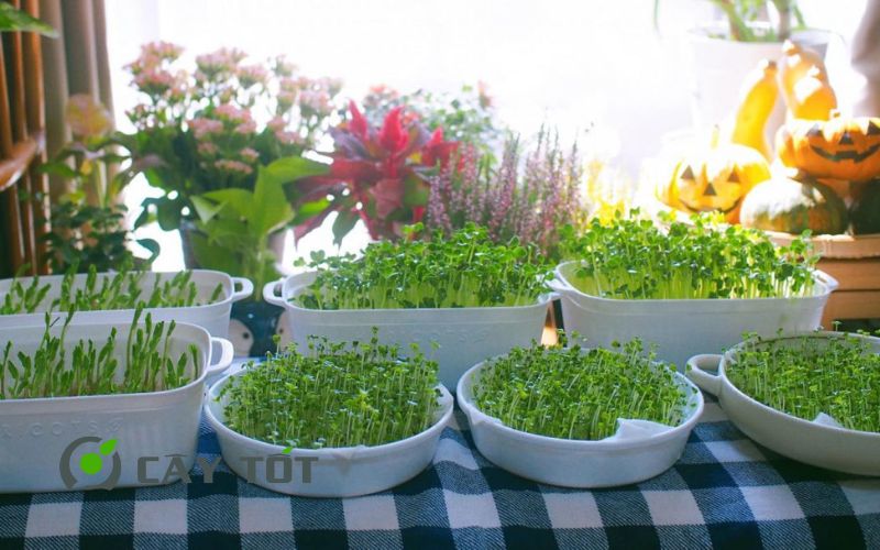 Hạt Giống Rau Mầm Củ Cải Trắng