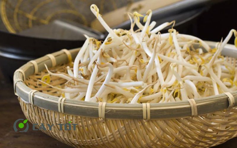 Hạt Giống Rau Mầm Đậu Xanh