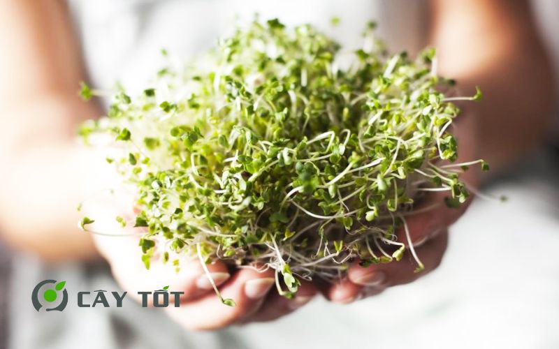 Hạt Giống Rau Mầm Hướng Dương