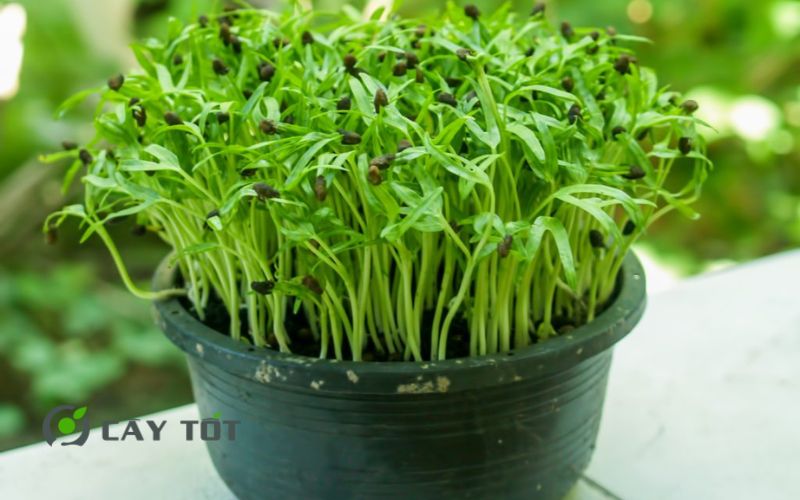 Hạt Giống Rau Mầm Cải Bẹ