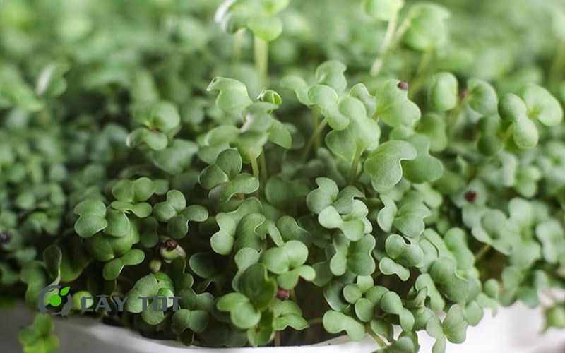 Hạt Giống Rau Mầm Cải Xanh