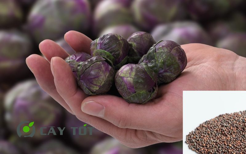 Hạt giống Rau Mầm Bắp Cải Tím