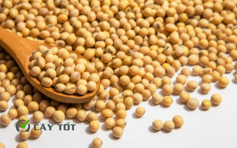 Hạt Giống Rau Mầm Đậu Nành