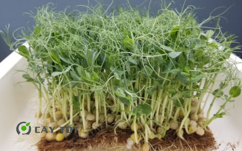 Hạt Giống Rau Mầm Đậu Hà Lan