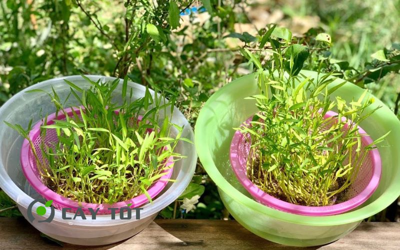 Hạt giống Rau Mầm Rau Muống