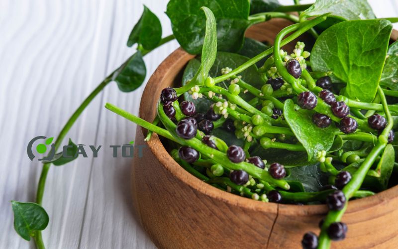 Hạt Giống Rau Mồng Tơi