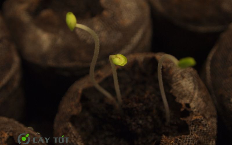 Hạt Giống Rau Mầm Tía Tô