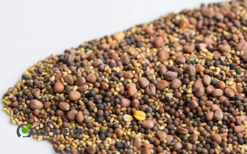 Hạt Giống Rau Mầm Hỗn Hợp