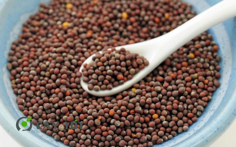 Hạt Giống Cải Bẹ Vàng