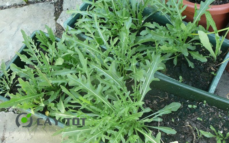 Hạt Giống Cải Rocket