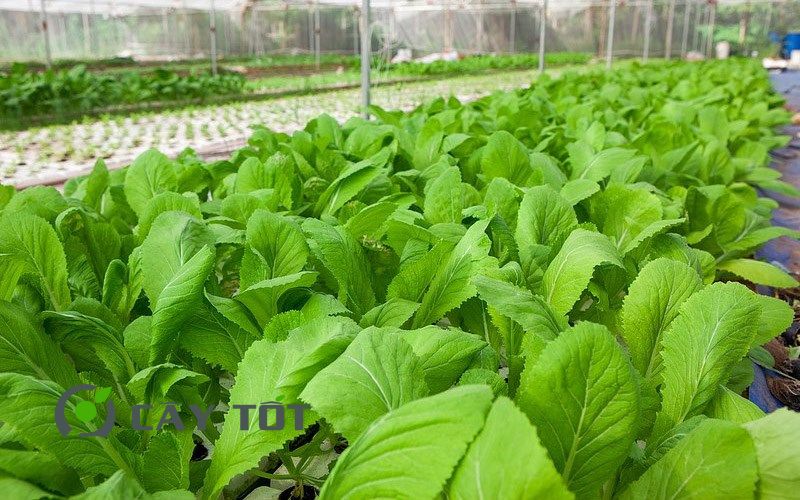 Hạt Giống Cải Ngọt Nhật