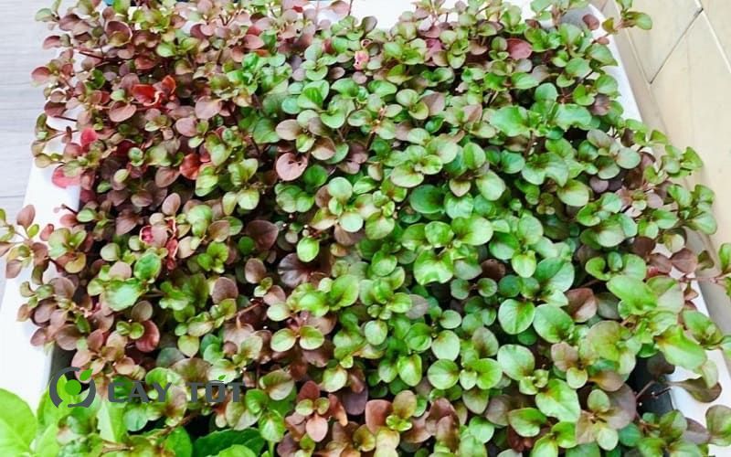 Hạt Giống Rau Dền Nhật