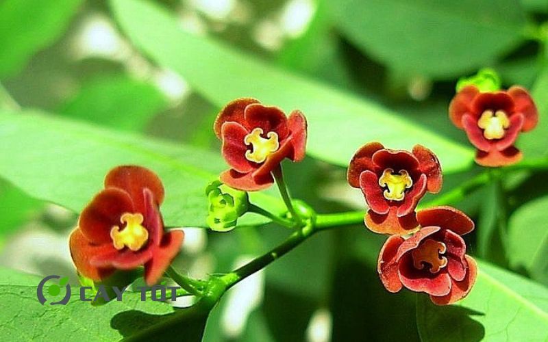 Hạt Giống Rau Ngót Ta