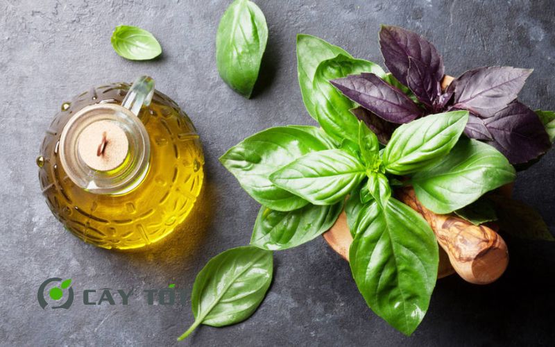 Hạt Giống Rau Húng Chó