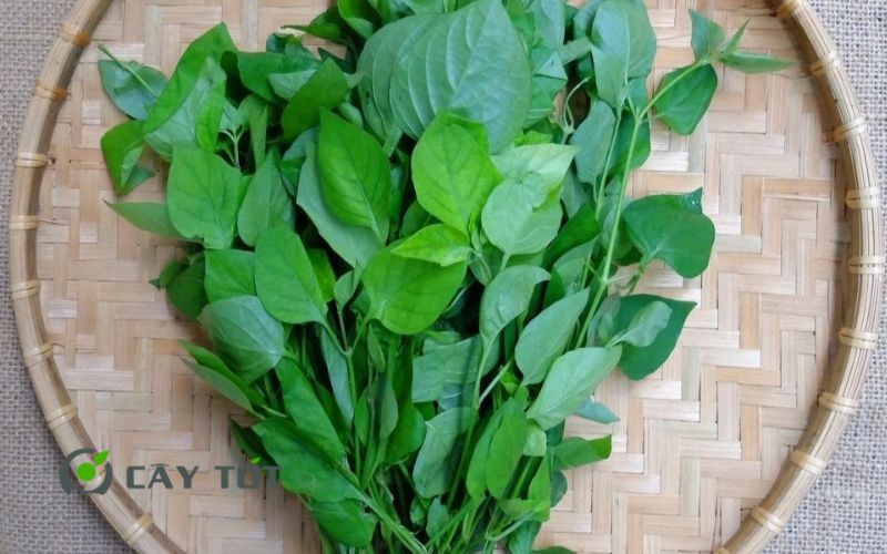 Hạt Giống Rau Ngót Nhật