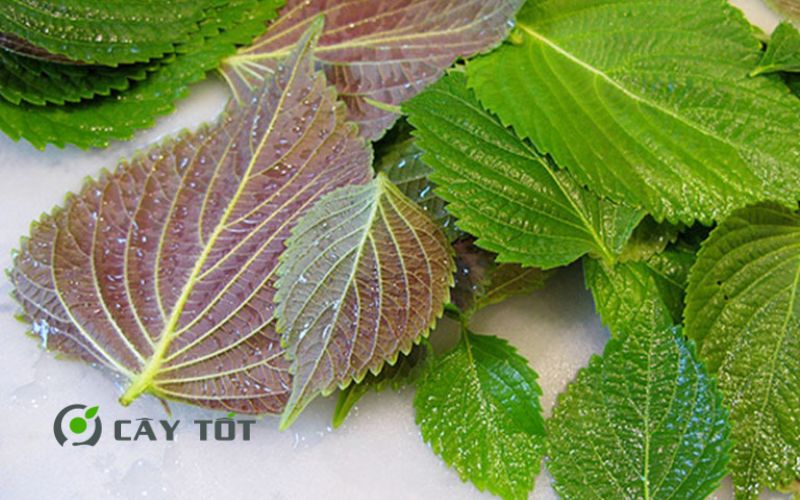 Hạt Giống Rau Thơm Tía