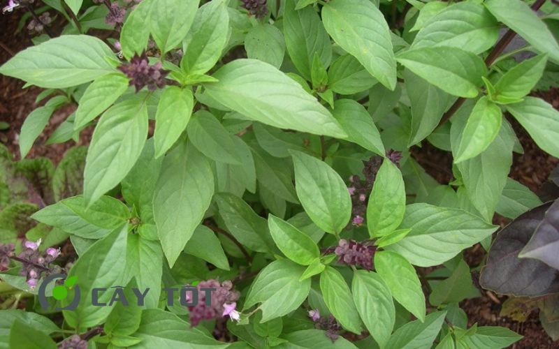 Hạt Giống Rau Thơm Quế