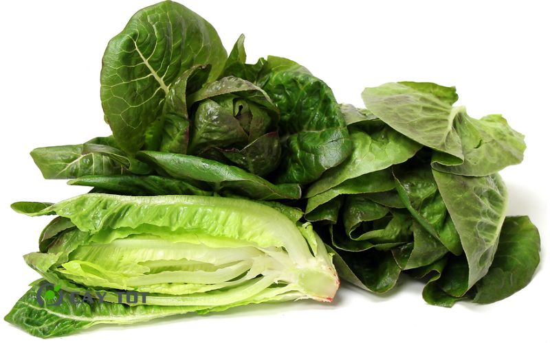 Hạt Giống Xà Lách Romaine