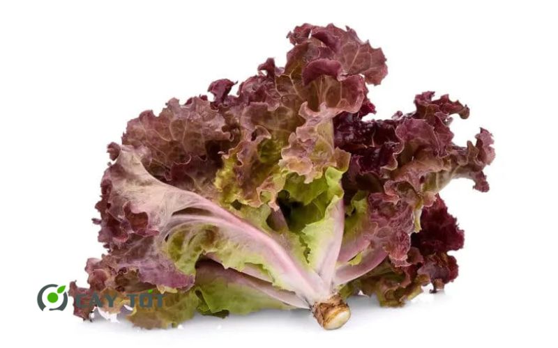 Hạt Giống Xà Lách Tím