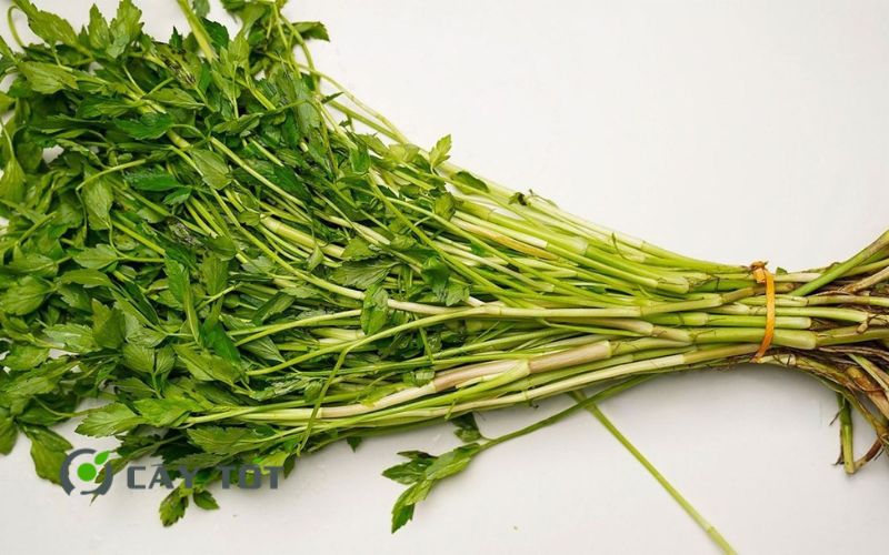 Hạt Giống Rau Cần Ống