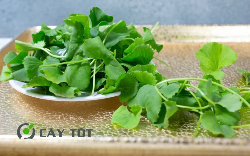 Hạt Giống Rau Má Đà Lạt