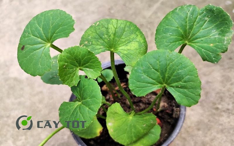 Hạt Giống Rau Má Sữa