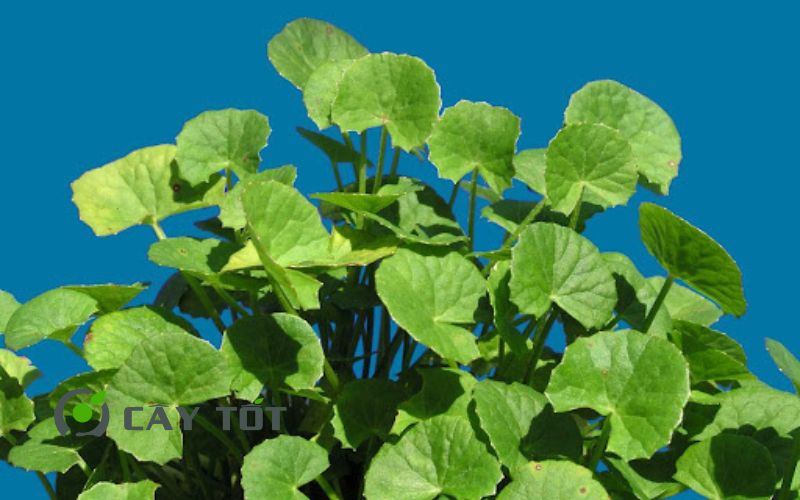 Hạt Giống Rau Má Ruộng