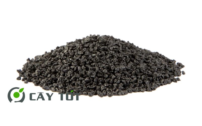 Hạt Giống Rau Má Đỏ