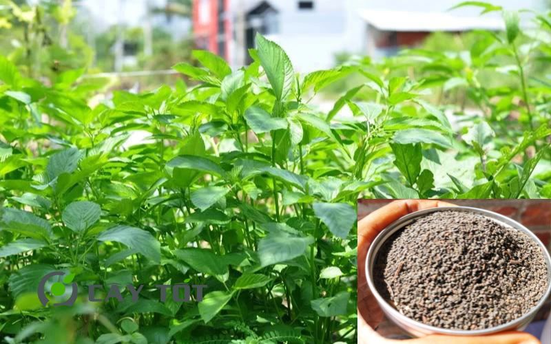 Hạt Giống Rau Đay