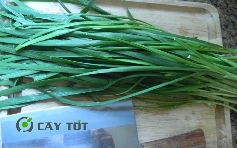 Hạt Giống Hẹ Cao Sản