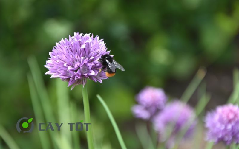 Hạt Giống Hẹ Tím