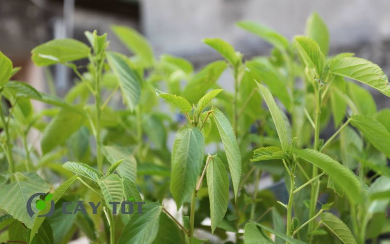 Hạt Giống Rau Đay Trắng