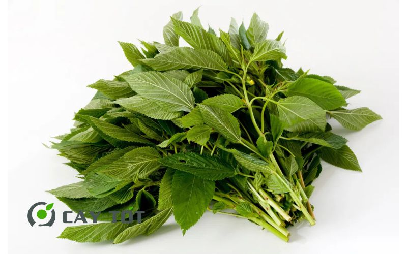 Hạt Giống Rau Đay Cao Sản