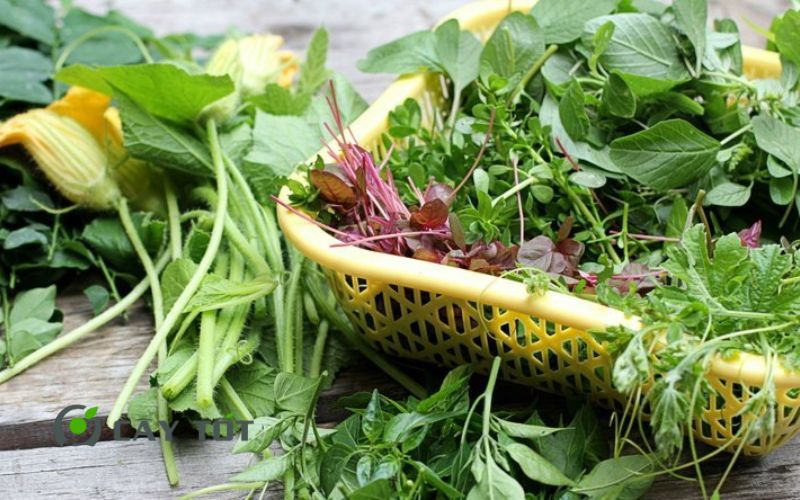 Hạt Giống Rau Tập Tàng