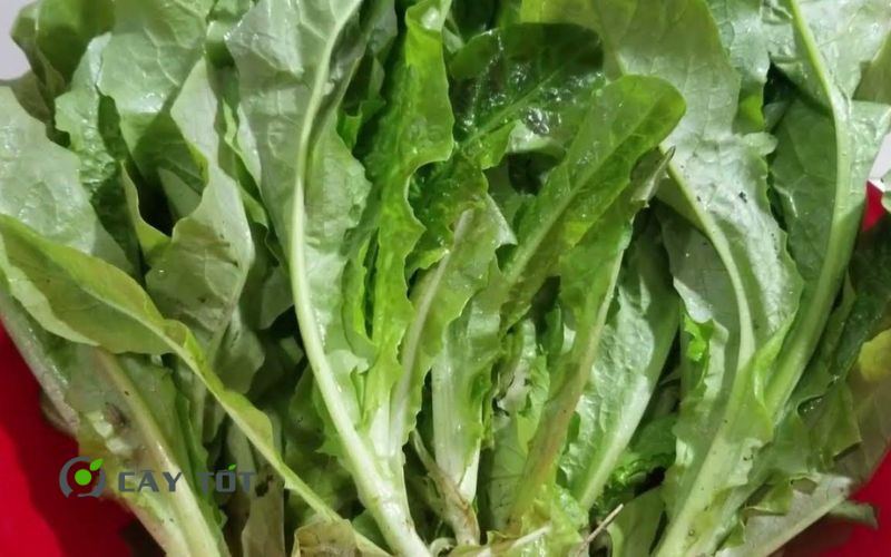 Hạt Giống Rau Diếp Thơm