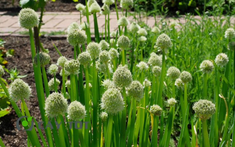 Hạt Giống Hành Lá