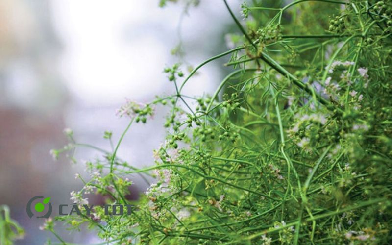 Hạt Giống Rau Mùi Già